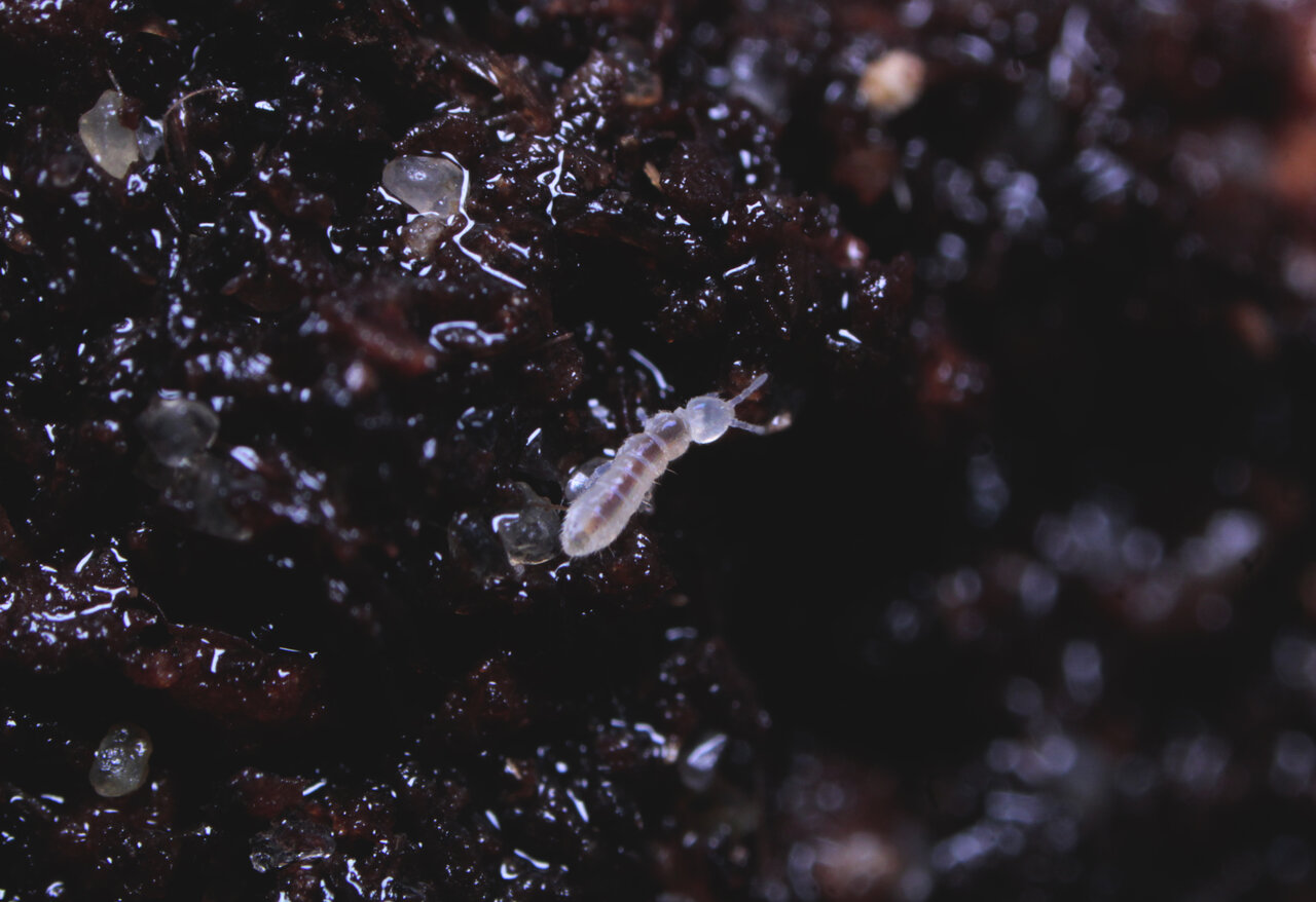 Springtail / Collembola