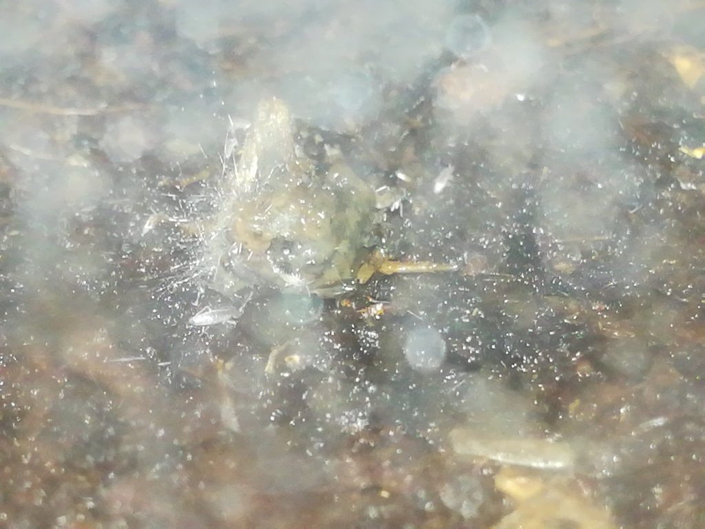 Springtails?