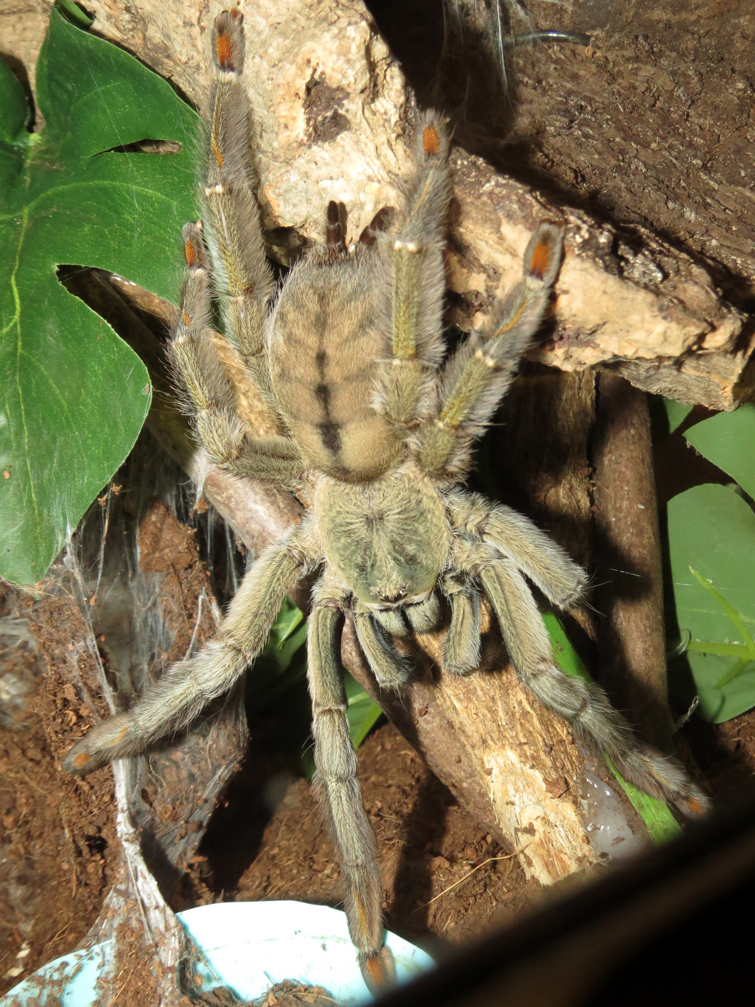 Squirt (♀ Psalmopoeus cambridgei 6")