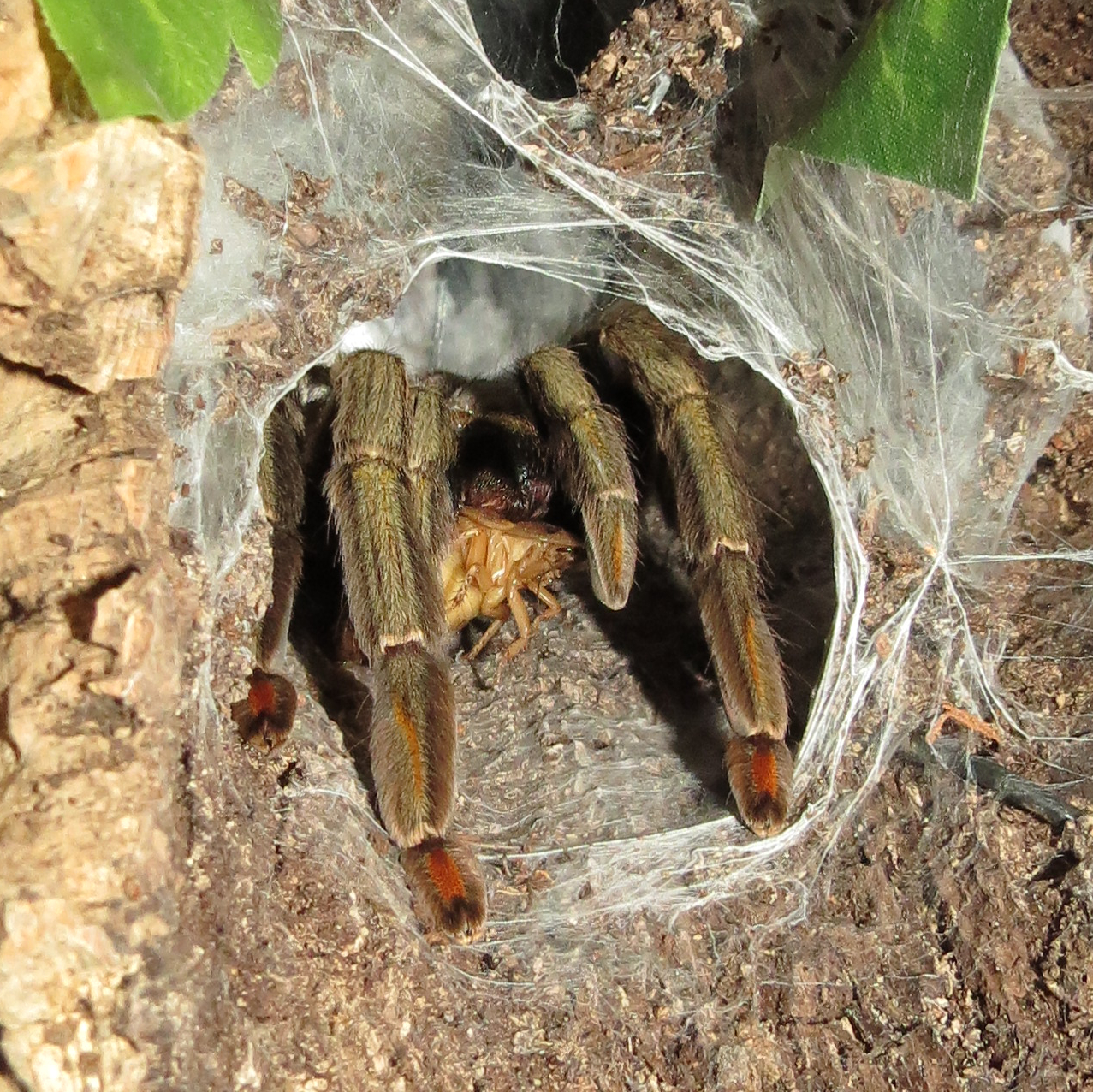 Squirt Feeding (♀ Psalmopoeus cambridgei 6")