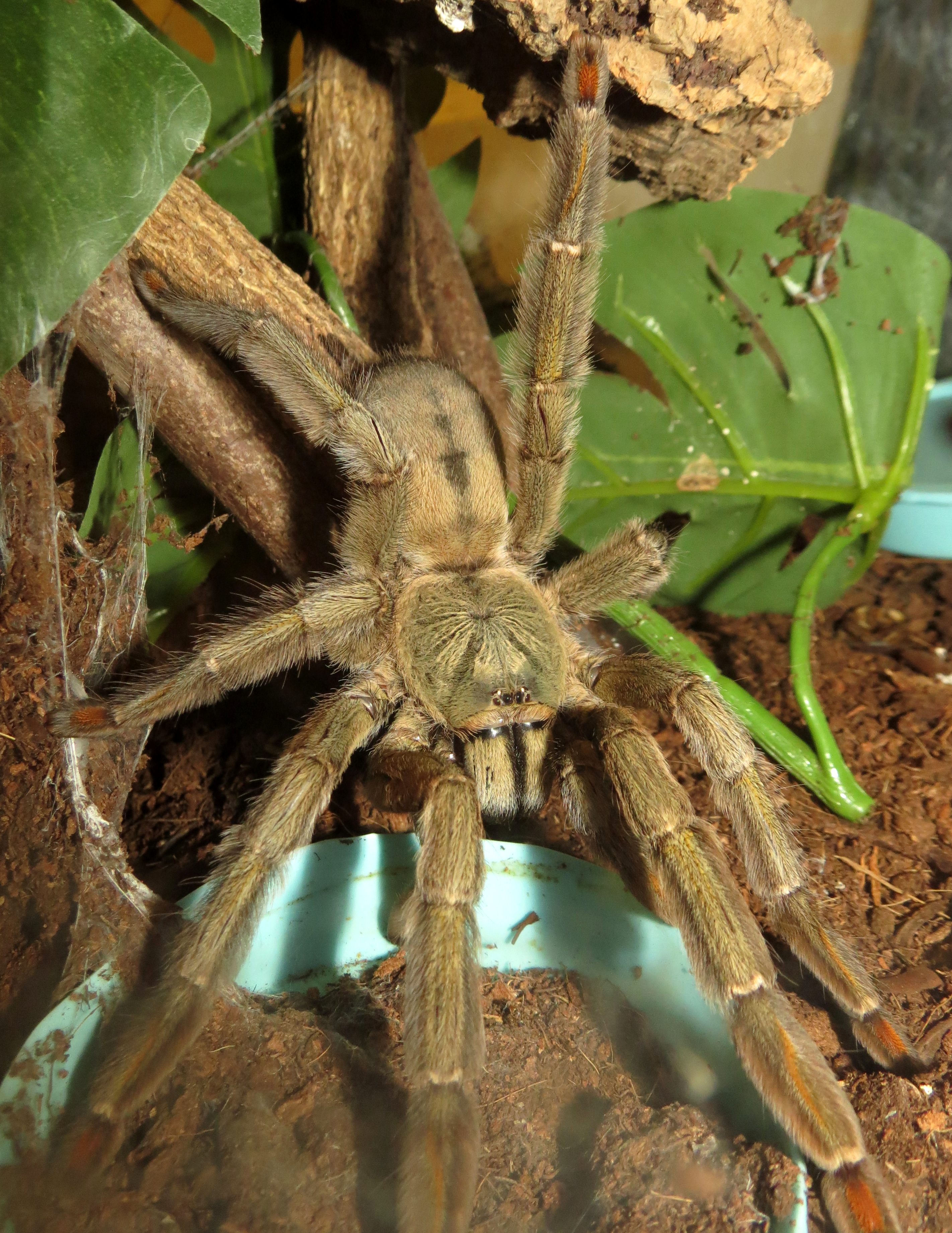 Squirt on the Prowl (♀ Psalmopoeus cambridgei 6")