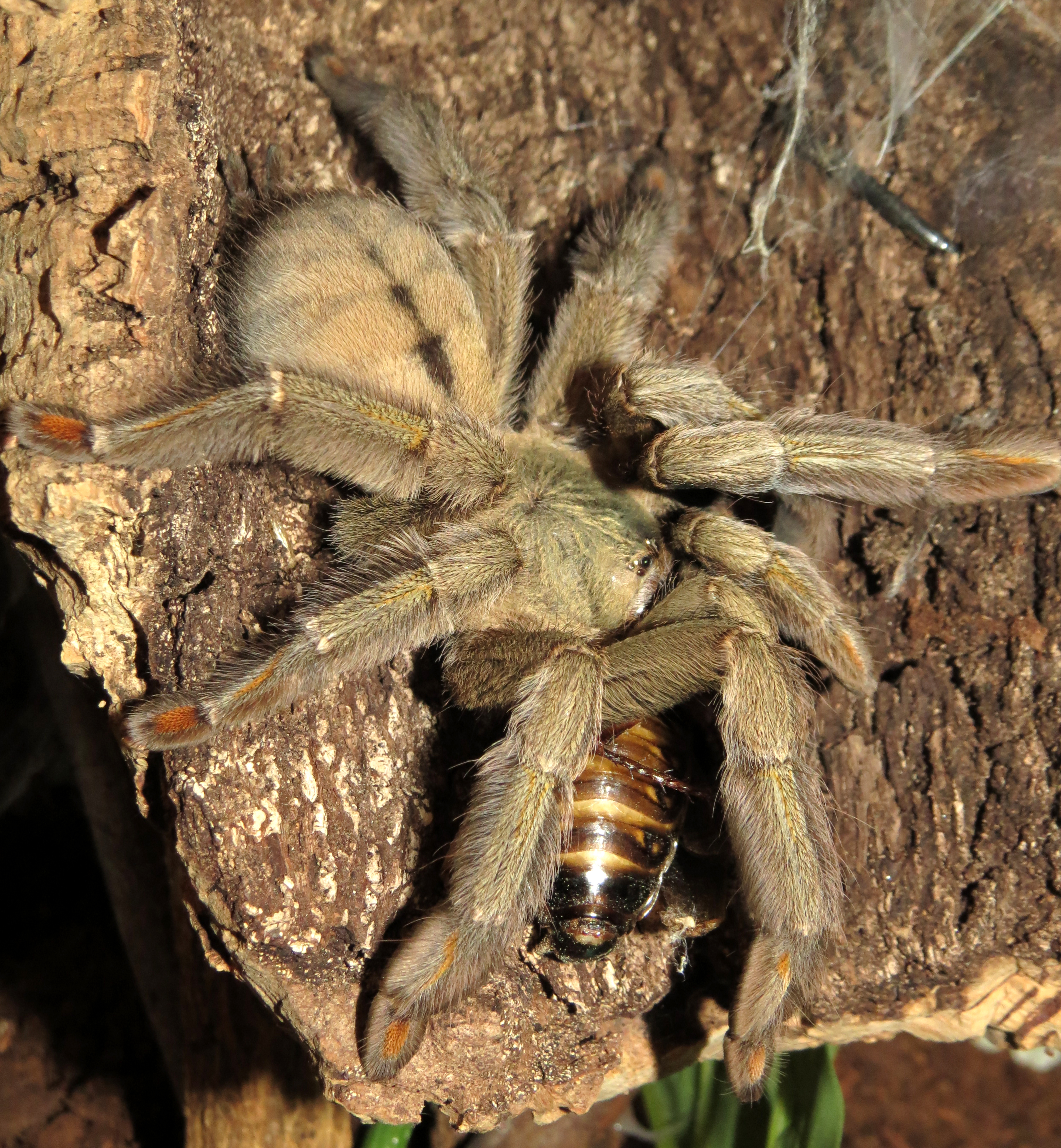 Squirt's Big Catch (♀ Psalmopoeus cambridgei 5.5")