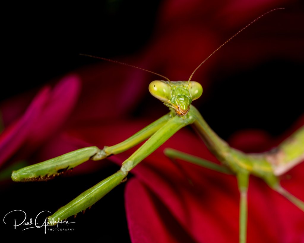 Stagmomantis carolina - Female