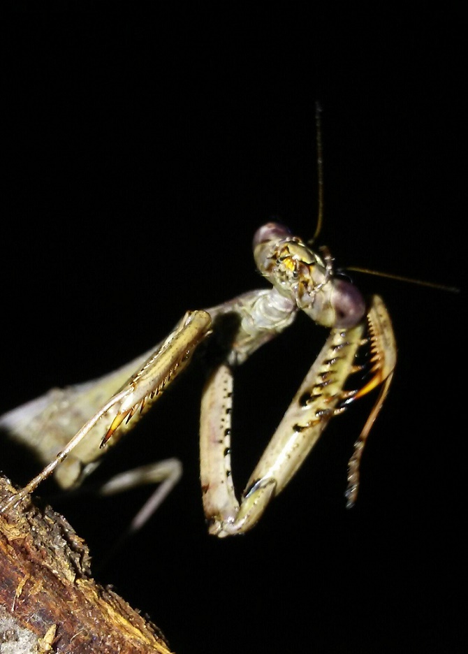 Stagmomantis carolina