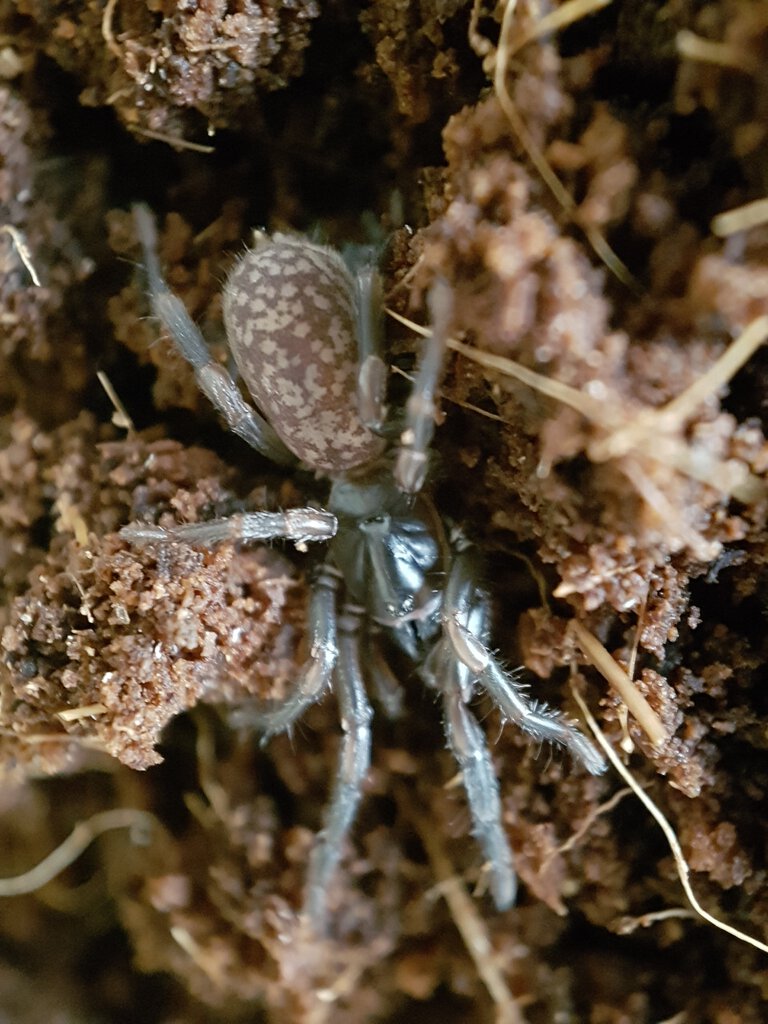 Stanwellia sp.