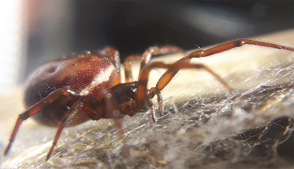 Steatoda bipunctata - new macro lens :)