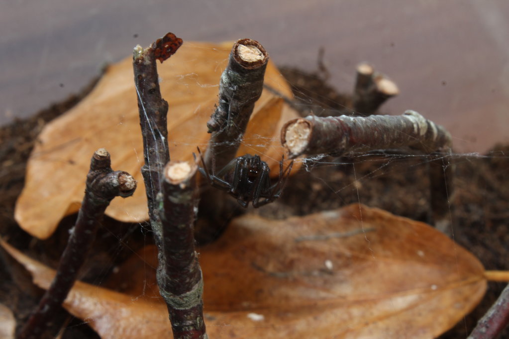 Steatoda grossa female