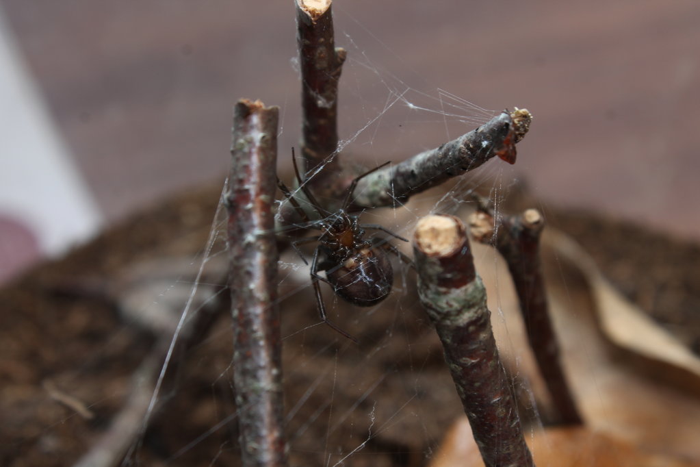 Steatoda grossa female