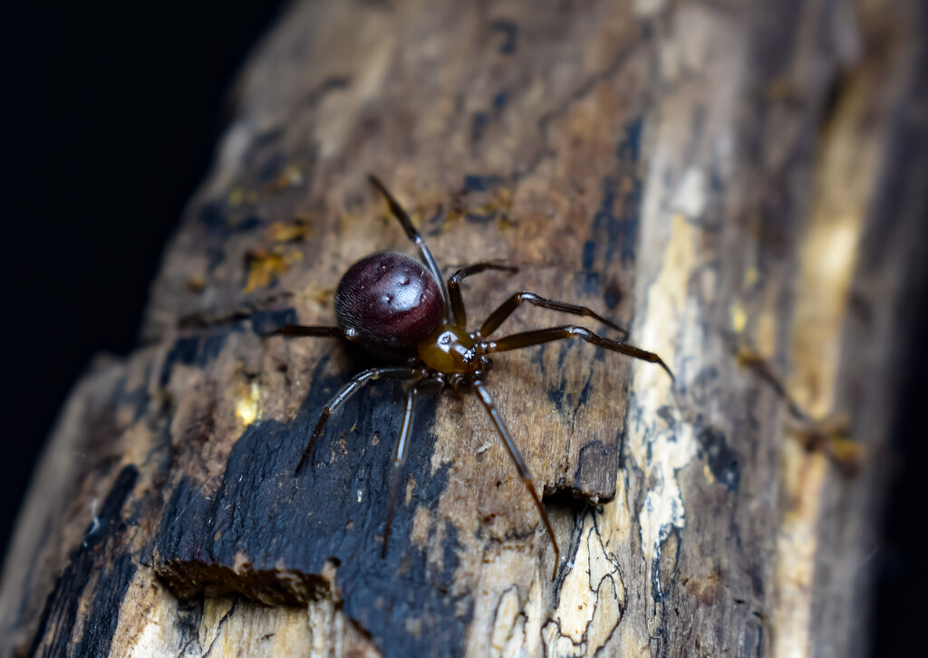 Steatoda grossa, female