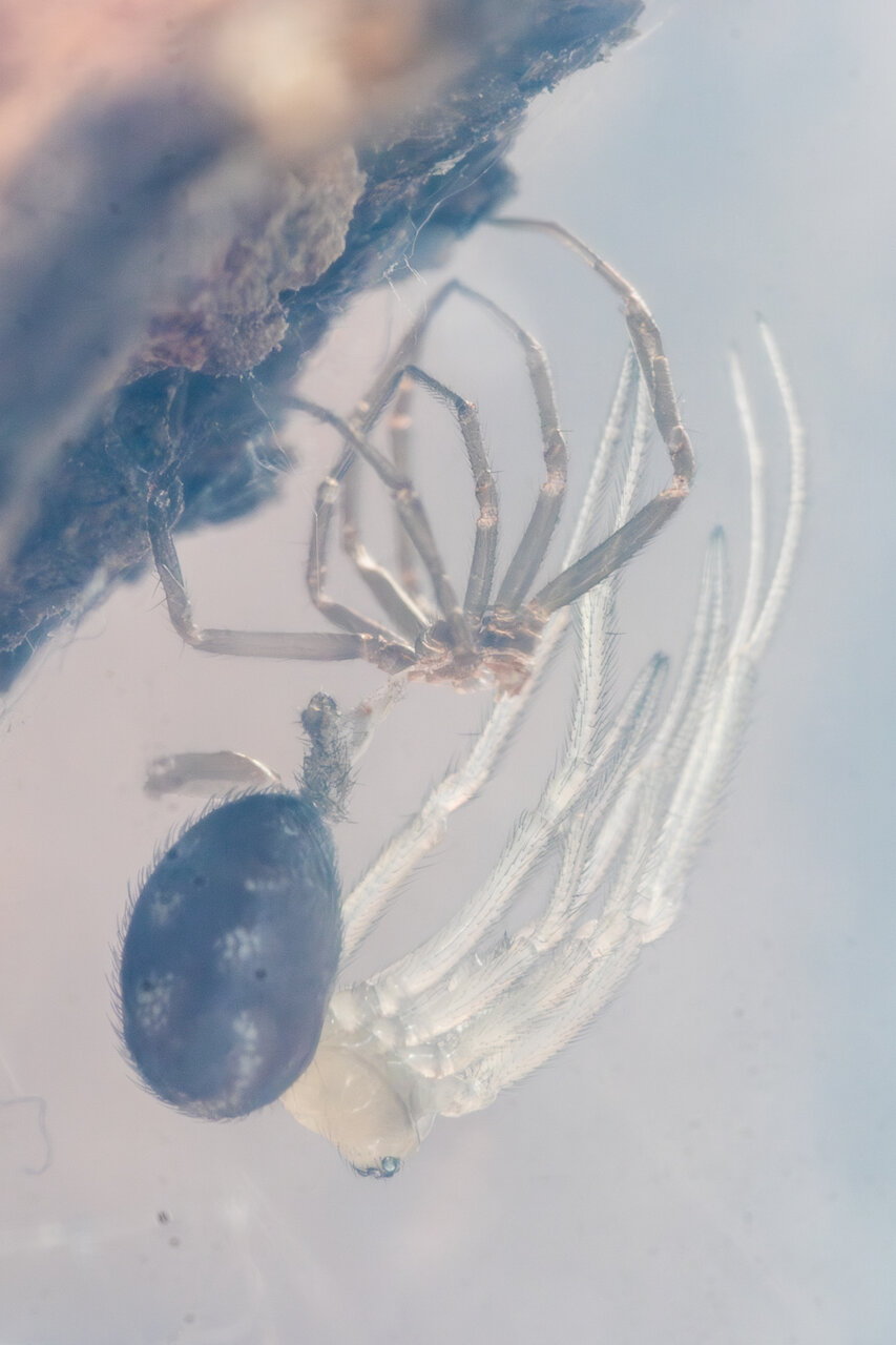 Steatoda grossa