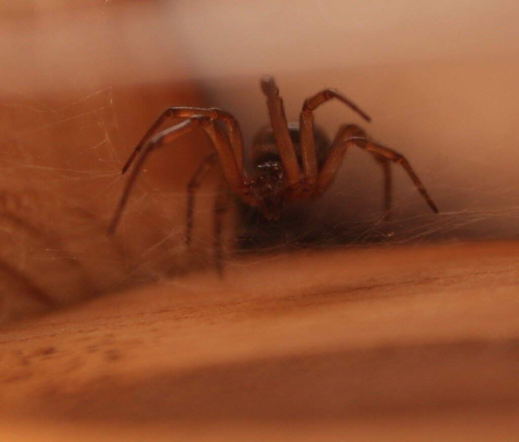 Steatoda nobilis