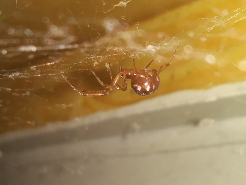 Steatoda Triangulosa Female