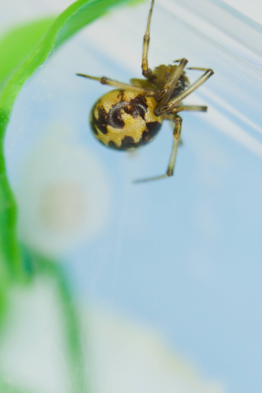 Steatoda triangulosa.jpg