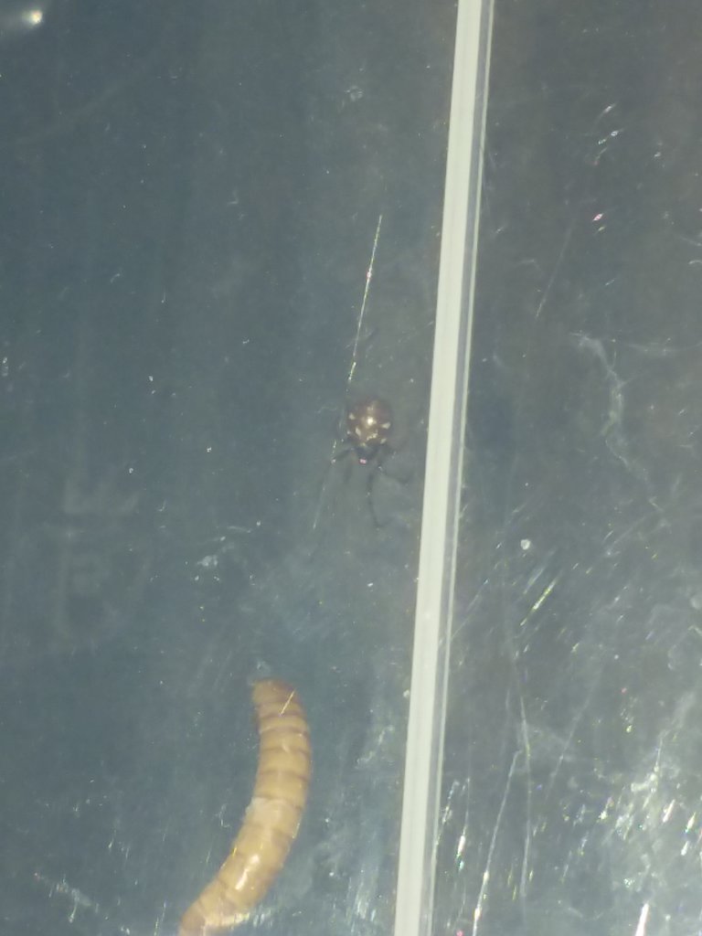 Steatoda triangulosa (triangulate cobweb spider) had her first molt in capticity