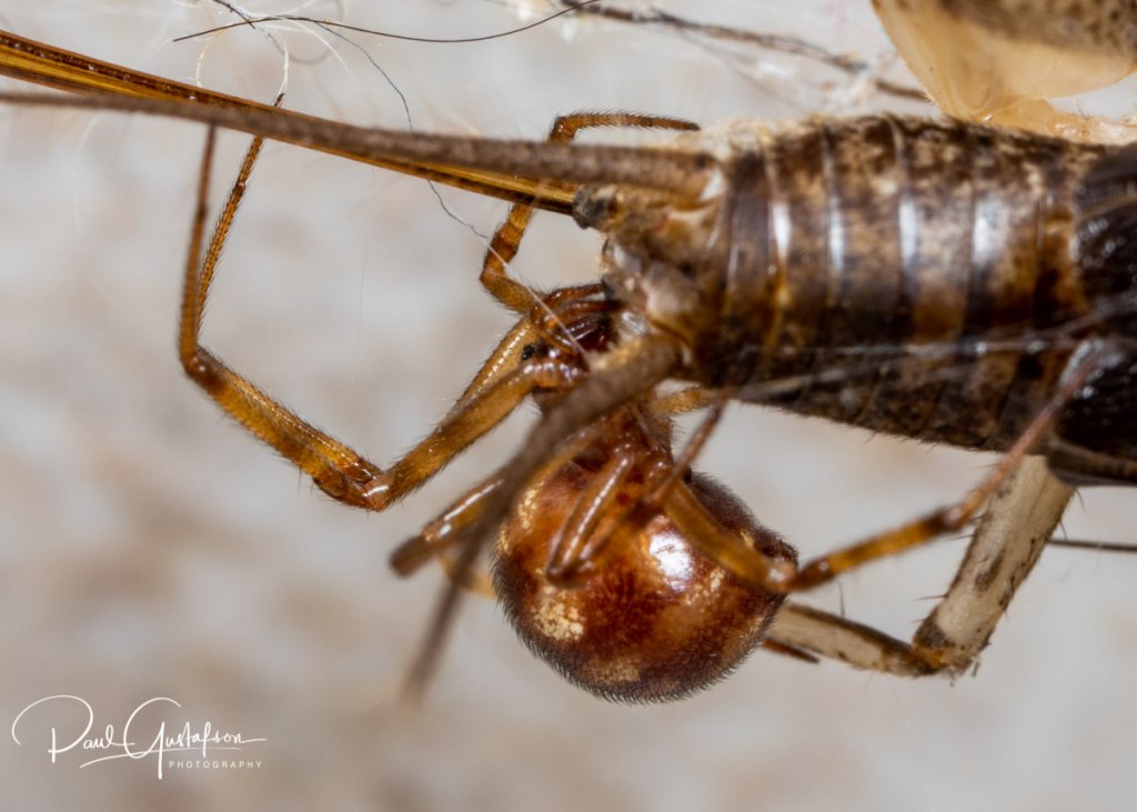 Steatoda triangulosa, Triangulate Cobweb Spider