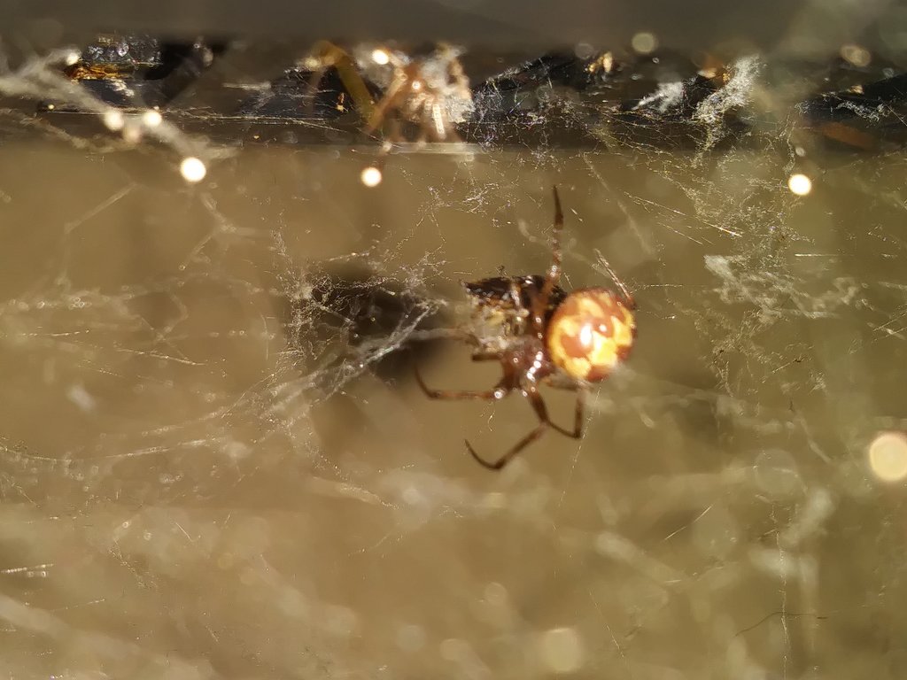 Steatoda Triangulosa