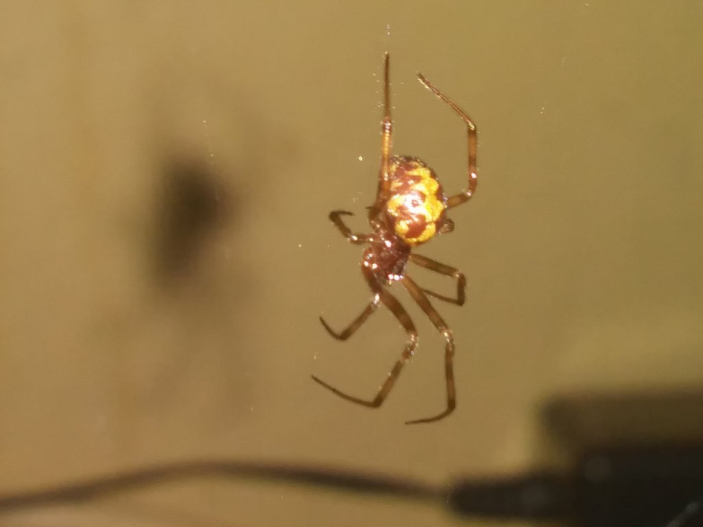 Steatoda Triangulosa