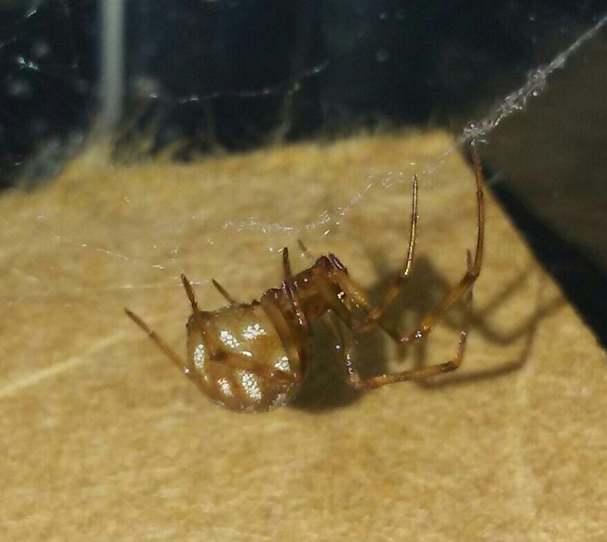 Steatoda triangulosa