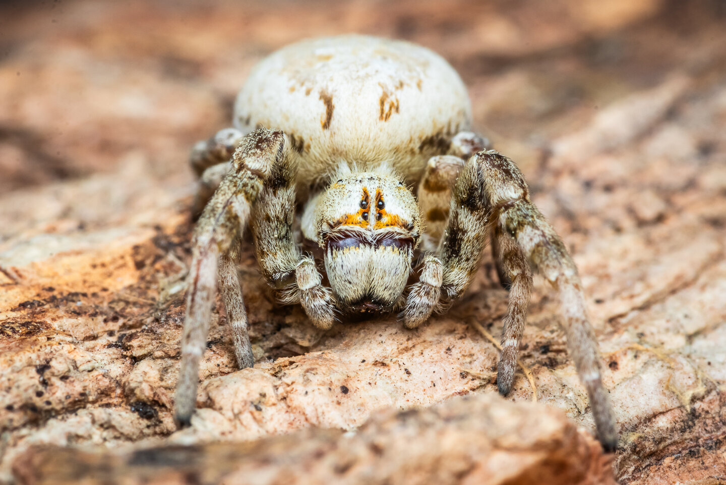 Stegodyphus dufouri