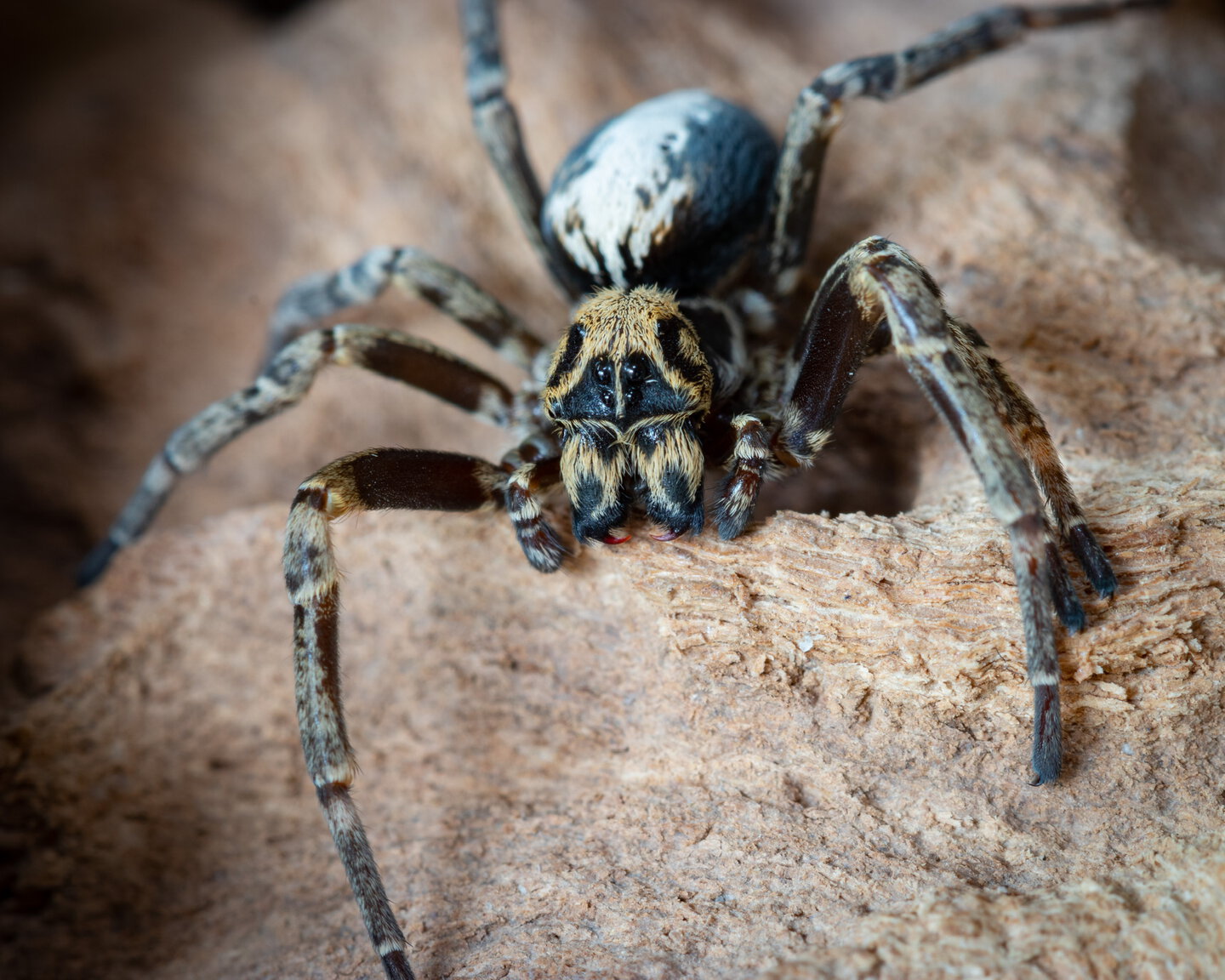 Stegodyphus linearis male