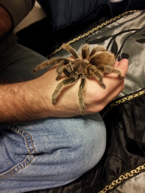 Steve holding Layla, G. Rosea