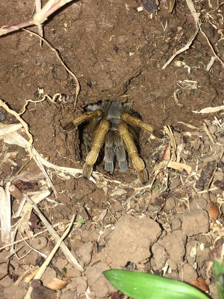 Stichoplastoris sp, Costa Rica