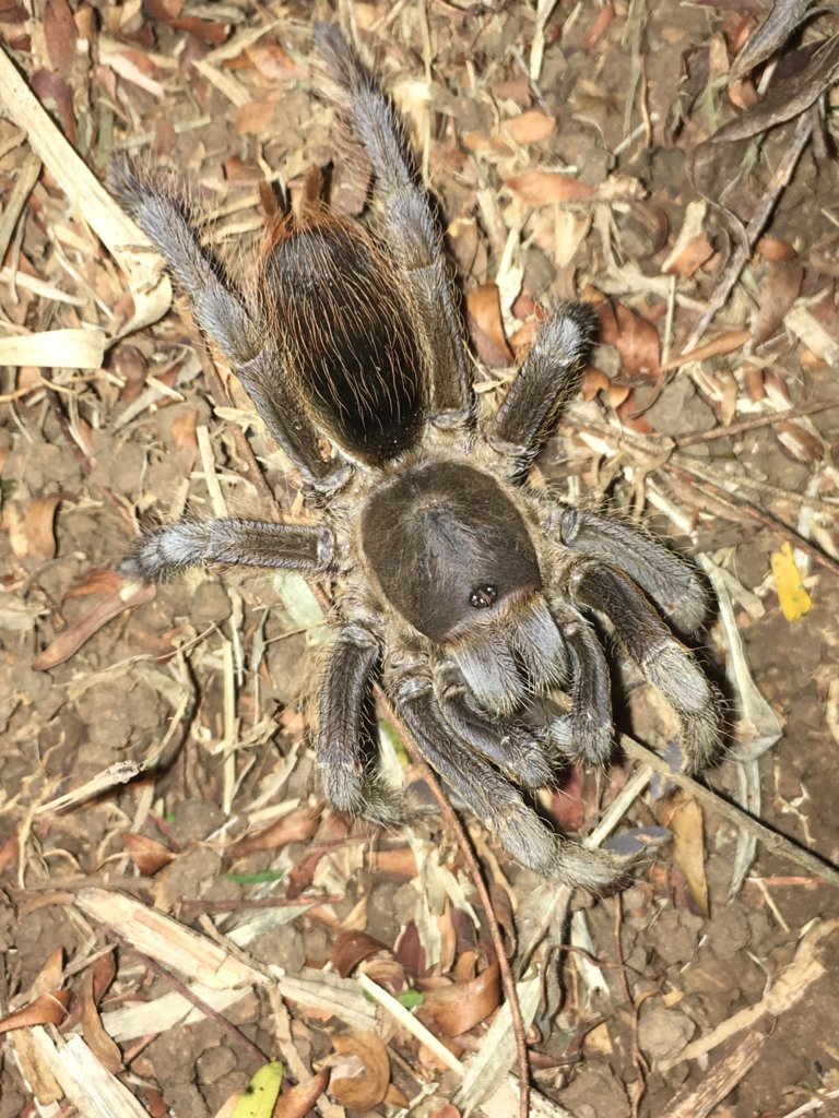 Stichoplastotis sp, Costa Rica