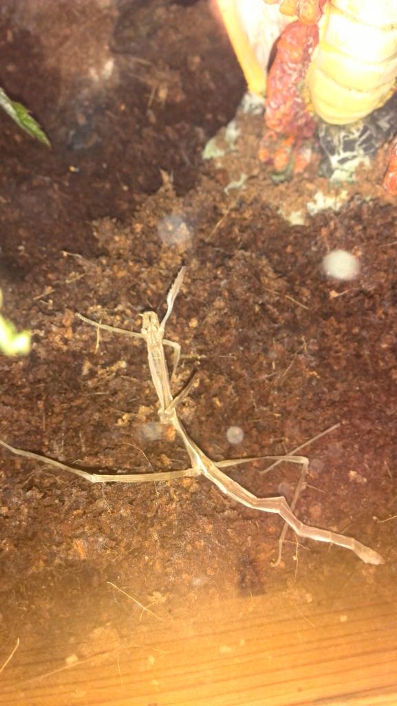 stick insect molt