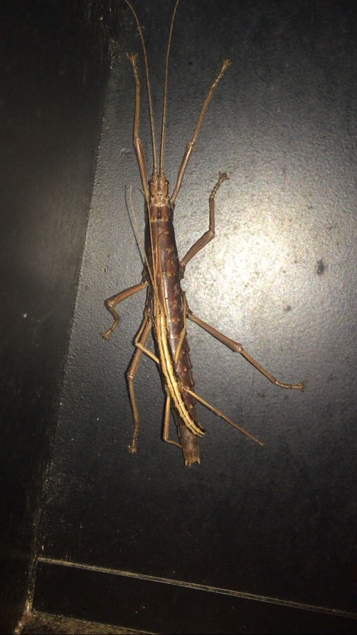 Stick insects in my mailbox