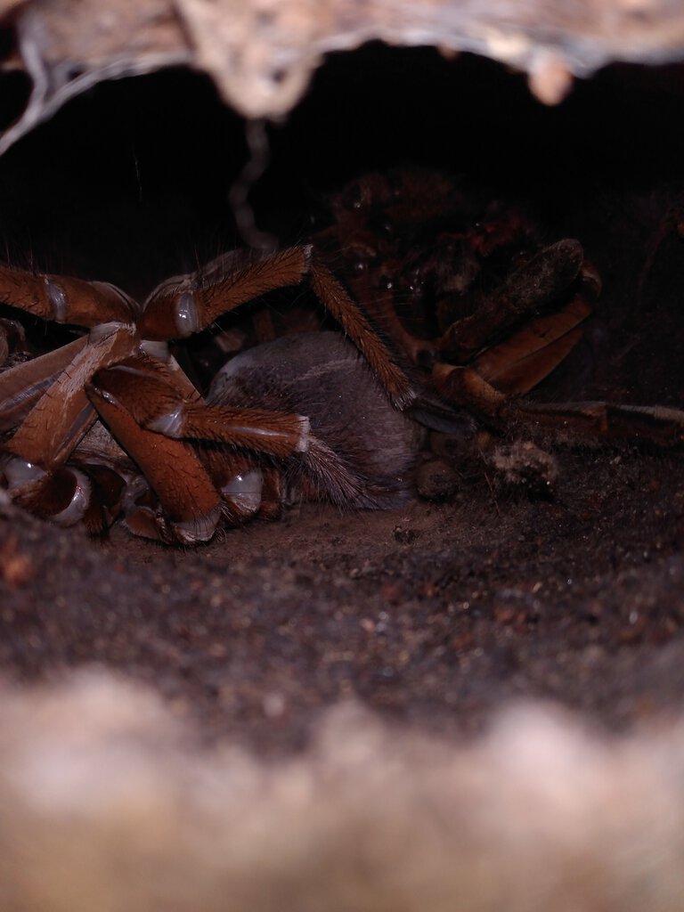 Stirmi freshly molted