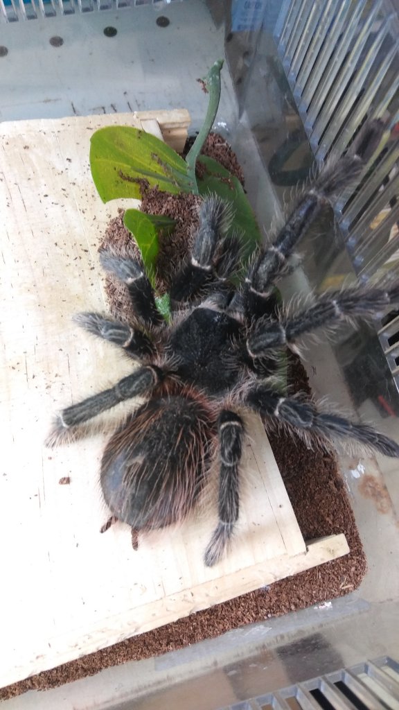 Store Donation (Lasiodora parahybana)