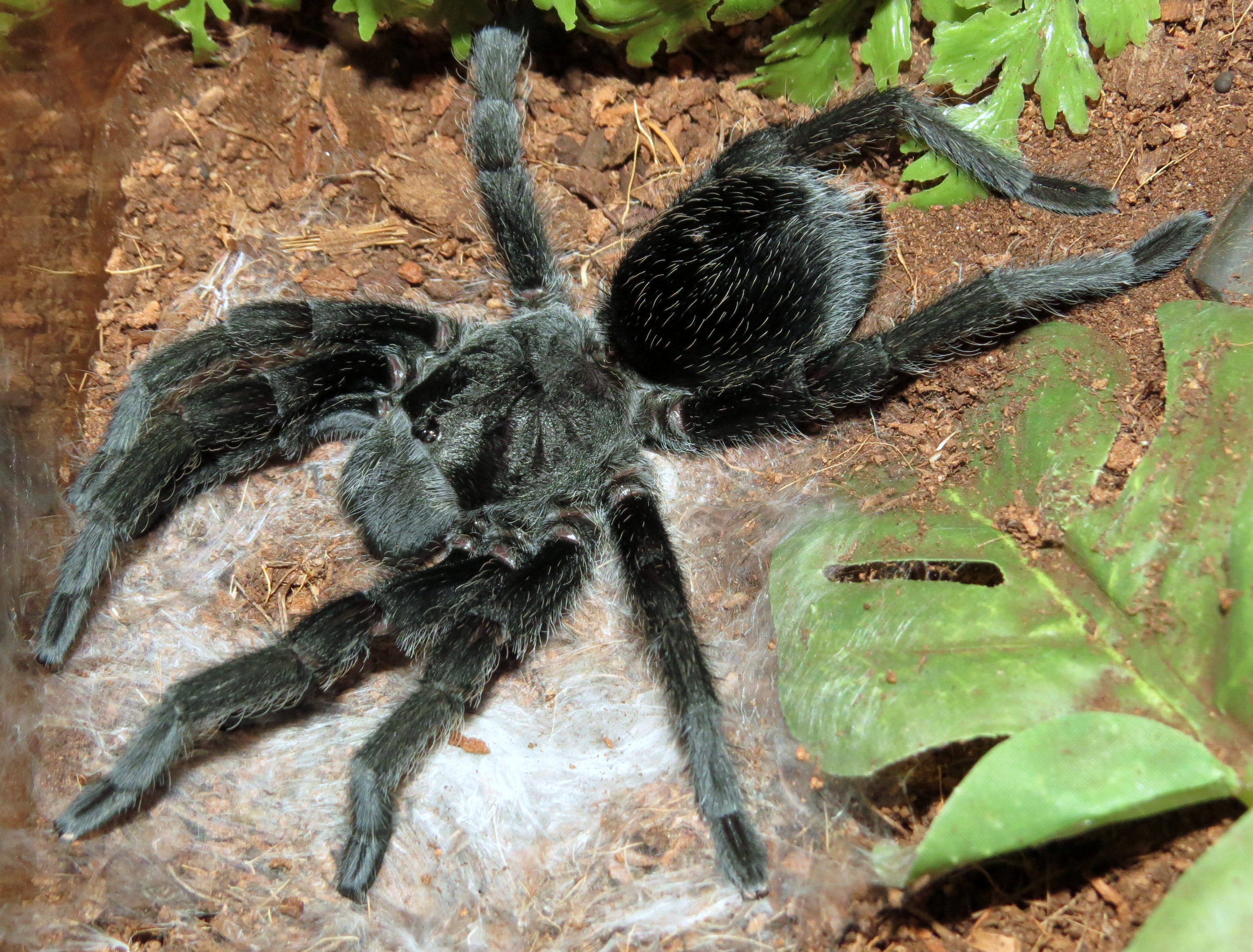 Stretch! (♀ Grammostola pulchra 4") [2/2]