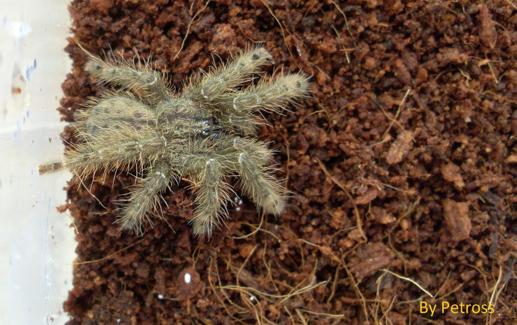 Stromatopelma calceata