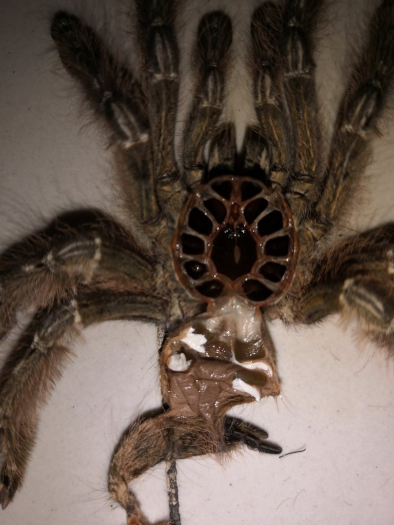 Stromatopelma calceatum [1/2]