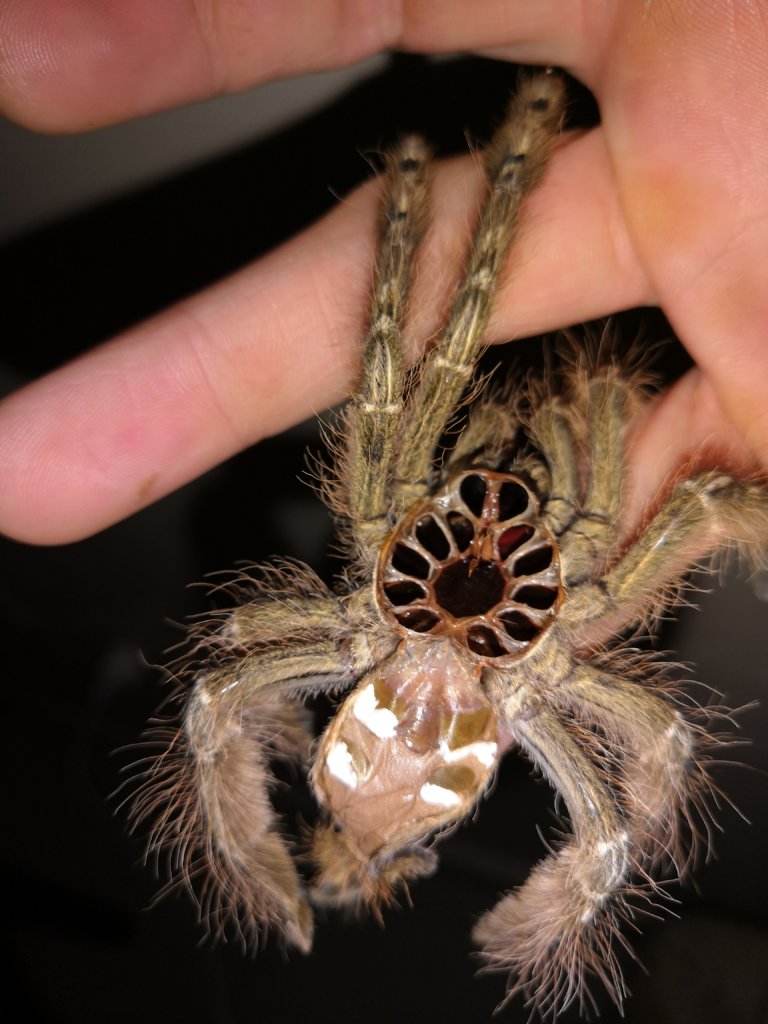 Stromatopelma calceatum [2/2]