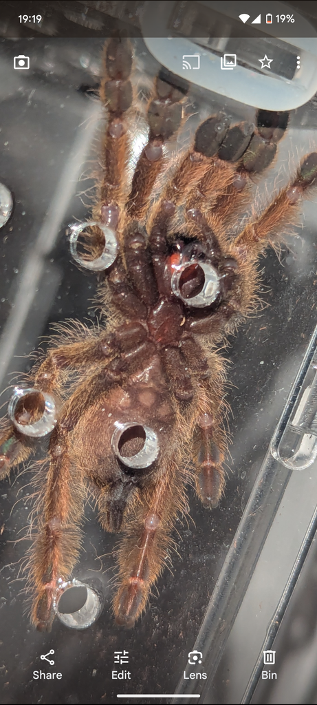 Stromatopelma calceatum 2,5-3cm