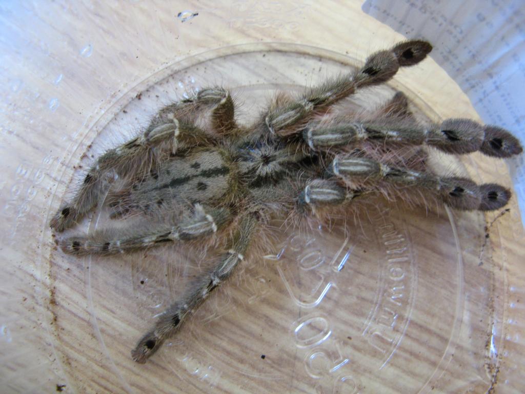 Stromatopelma calceatum Male (10 Cm)