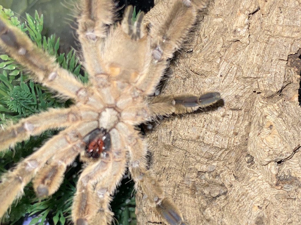 Stromatopelma Calceatum mature male? 1