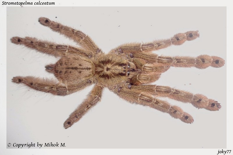 Stromatopelma calceatum