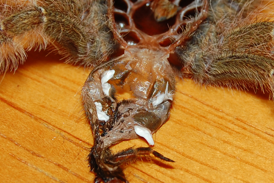 Stromatopelma calceatum