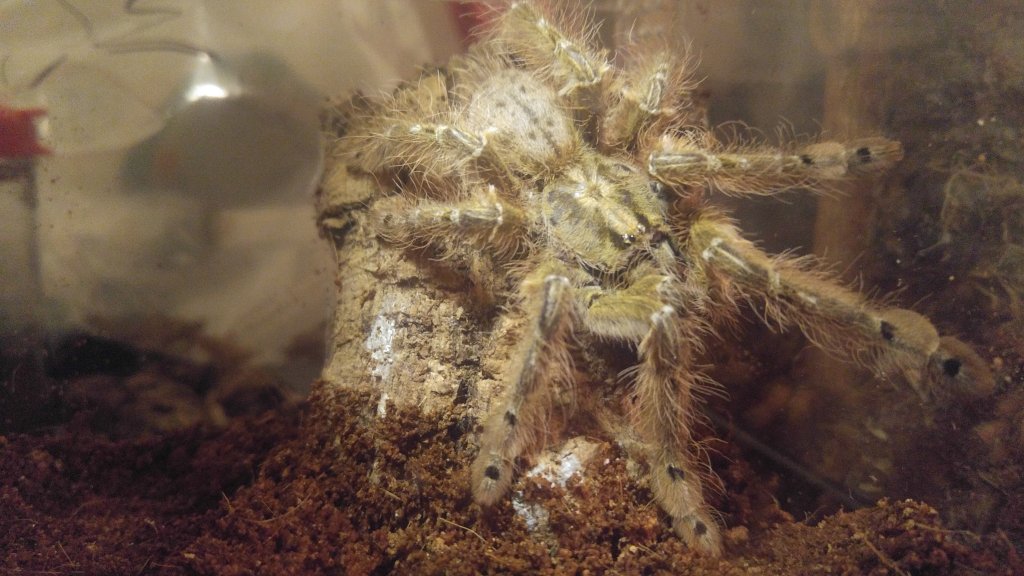 Stromatopelma calceatum