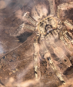 Stromatopelma Calceatum