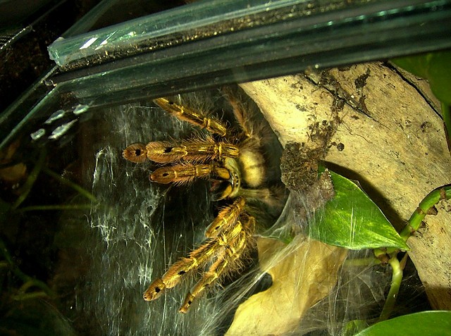 Stromatopelma