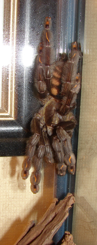 Stryker (Psalmopoeus Irminia)