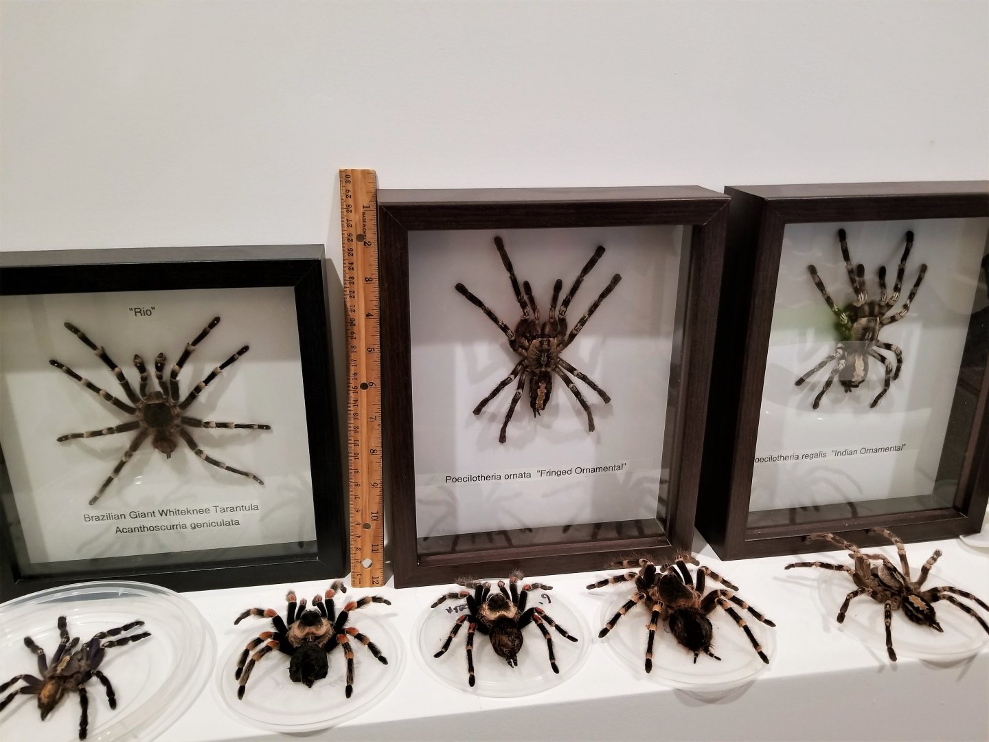 Stuffed & framed molts + preserved deceased MM geniculata