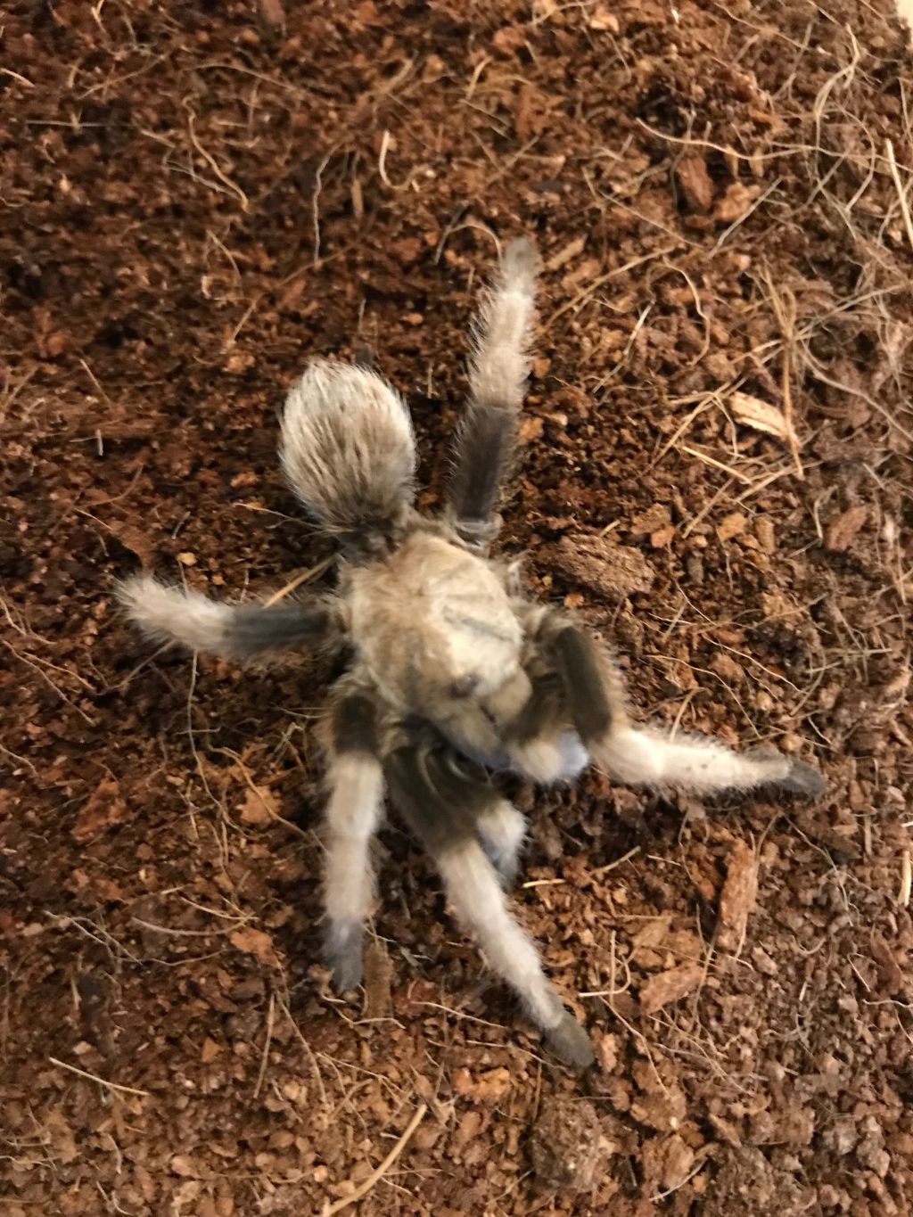 Stumpy - The Five Legged Tarantula