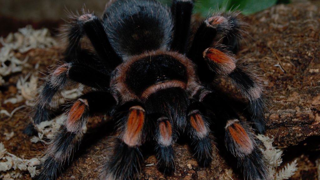 Sub Adult 0.1 B. Smithi