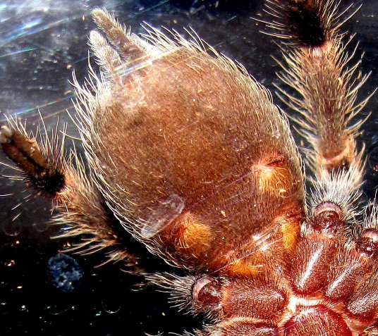 Sub Adult B. smithi