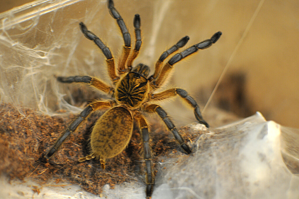 Sub-Adult Harpactira pulchripes- trying to find the ideal ISO