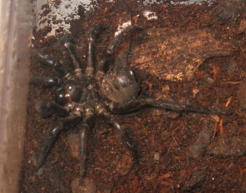 sub-adult L. Mayalanus